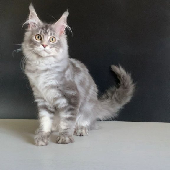 Maine Coon NOV Monaco