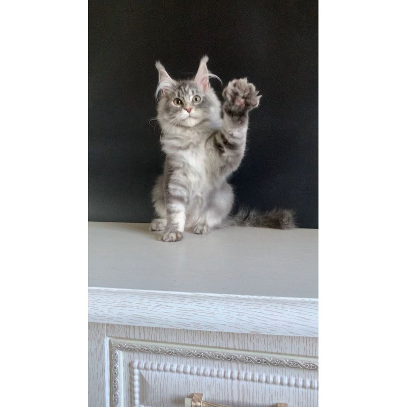 Maine Coon NOV Monaco