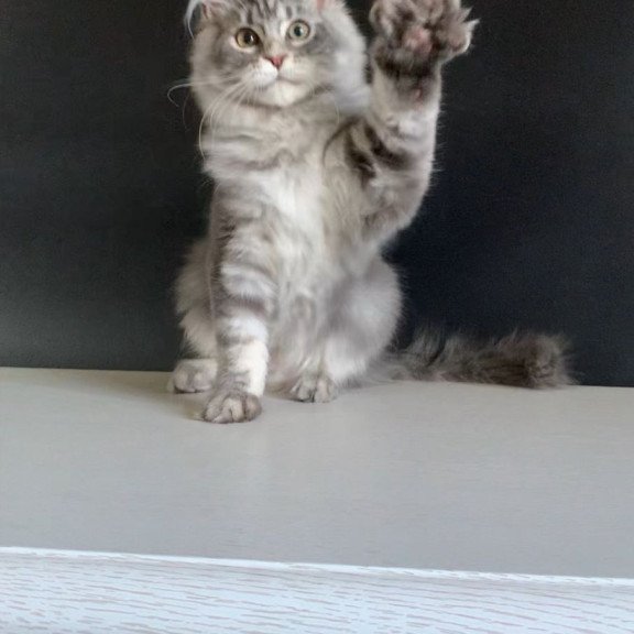 Maine Coon NOV Monaco