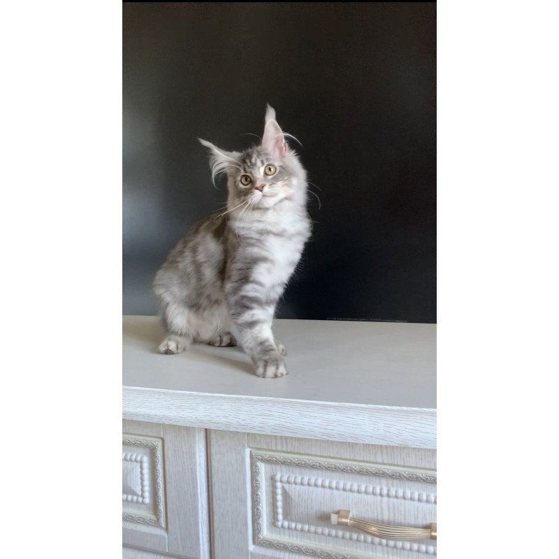 Maine Coon NOV Monaco