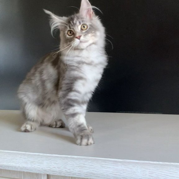 Maine Coon NOV Monaco