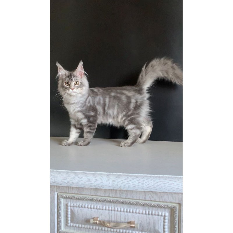 Maine Coon NOV Monaco