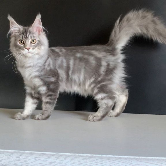 Maine Coon NOV Monaco