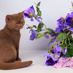 British AP Lily