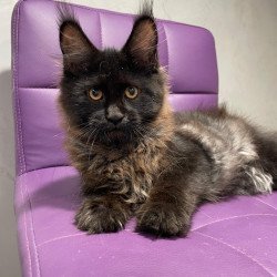 Maine Coon NOV Polina