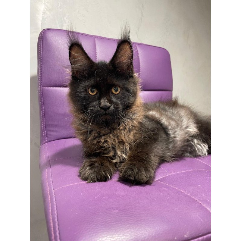 Maine Coon NOV Polina