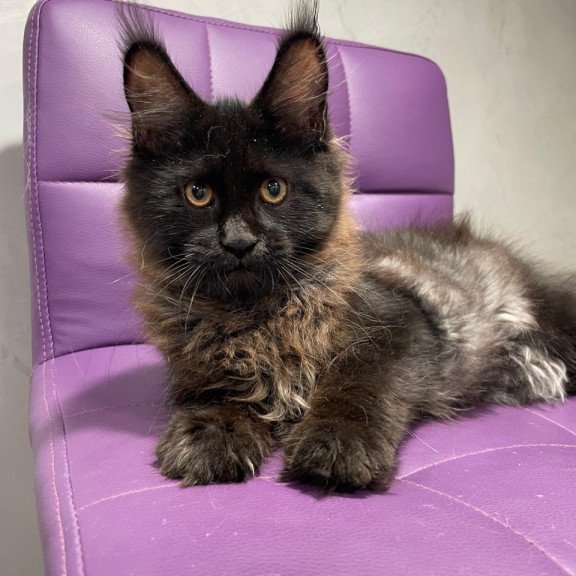 Maine Coon NOV Polina