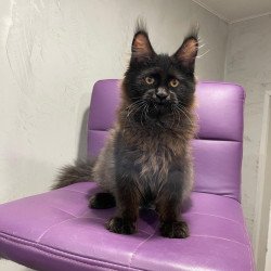 Maine Coon NOV Polina
