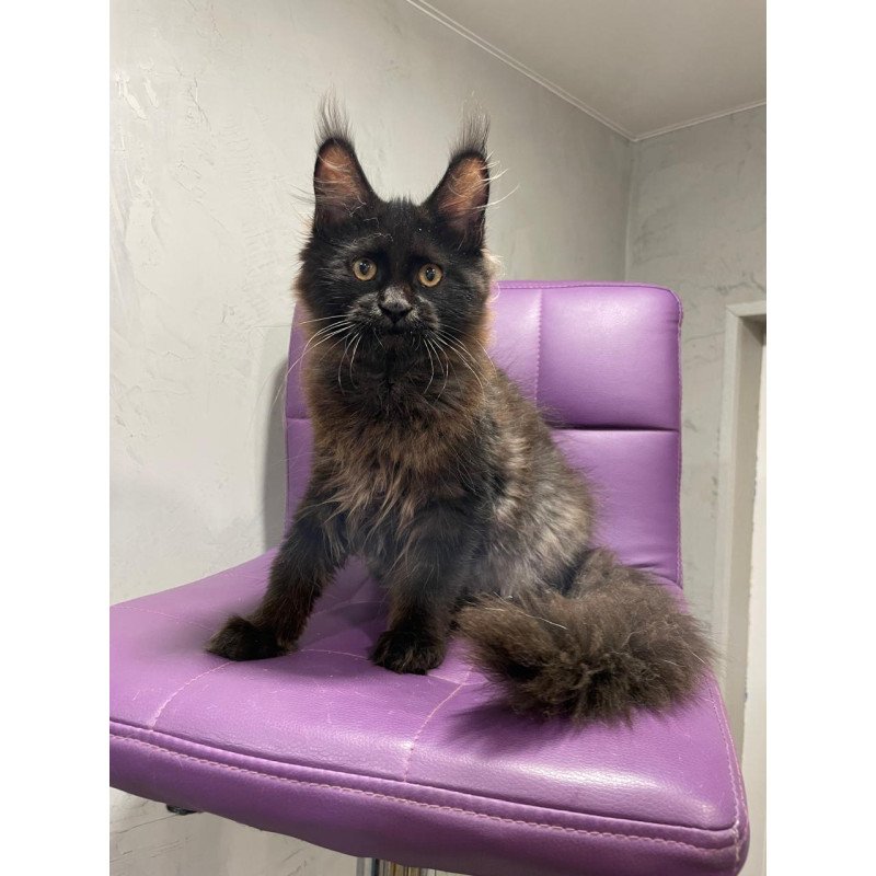 Maine Coon NOV Polina