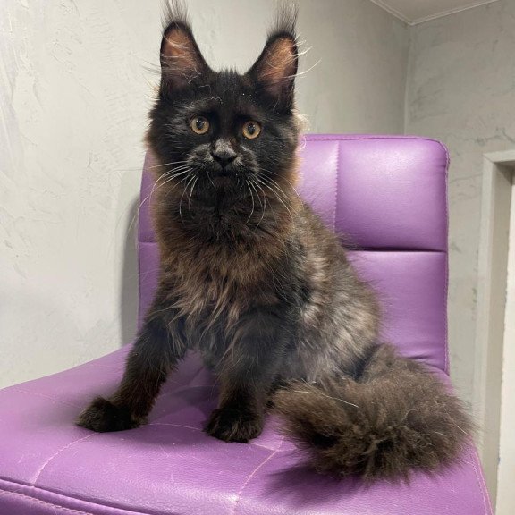 Maine Coon NOV Polina