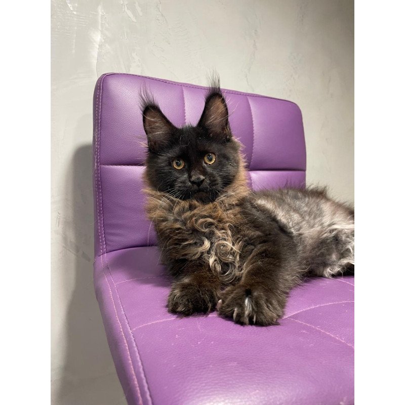 Maine Coon NOV Polina