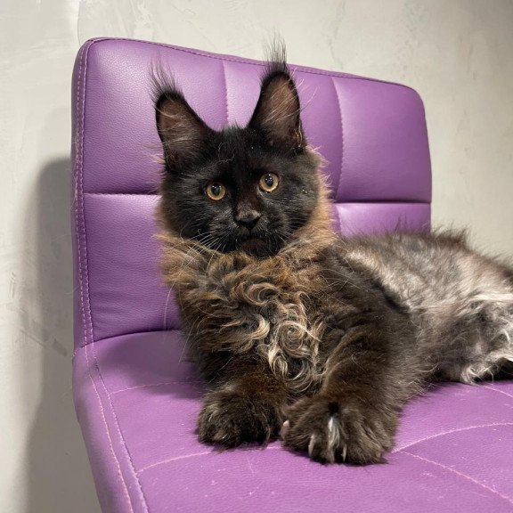 Maine Coon NOV Polina