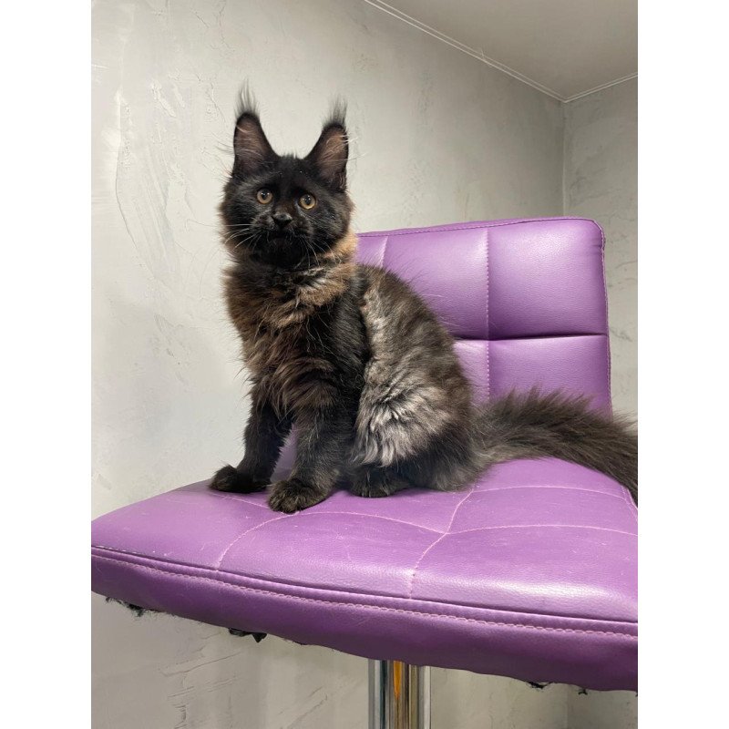 Maine Coon NOV Polina