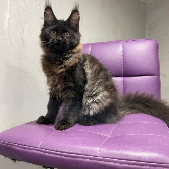 Maine Coon NOV Polina