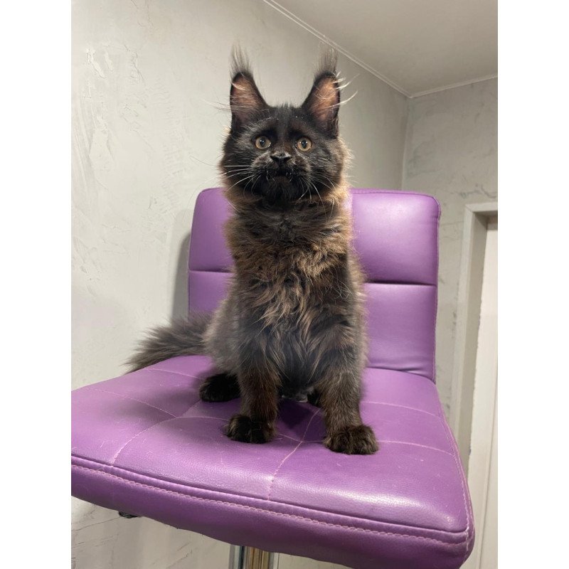 Maine Coon NOV Polina