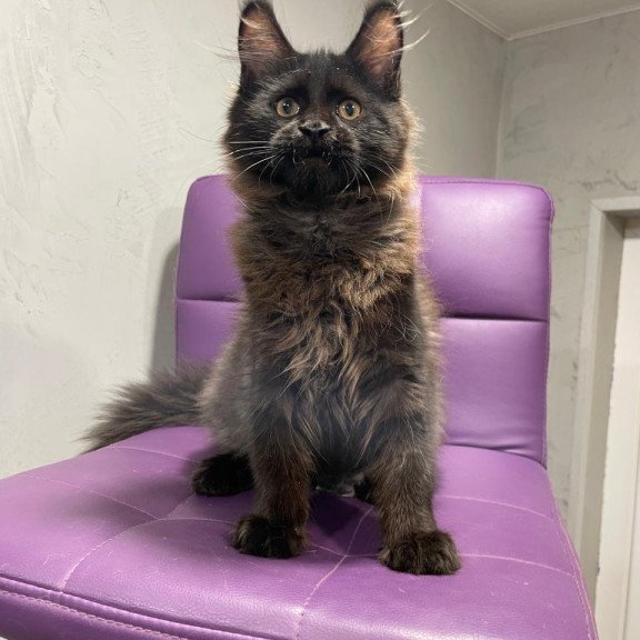 Maine Coon NOV Polina
