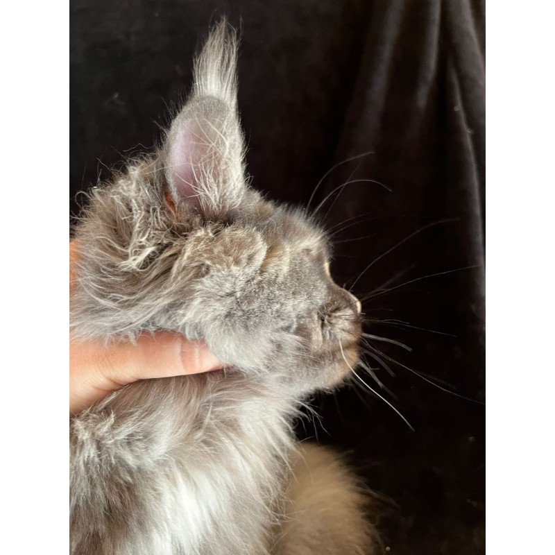 Maine Coon NOV Kinsley Polydactyl