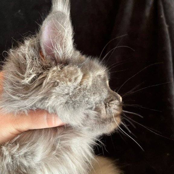 Maine Coon NOV Kinsley Polydactyl