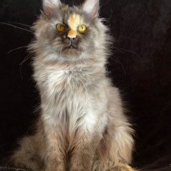 Maine Coon NOV Kinsley...