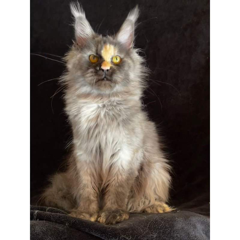 Maine Coon NOV Kinsley Polydactyl