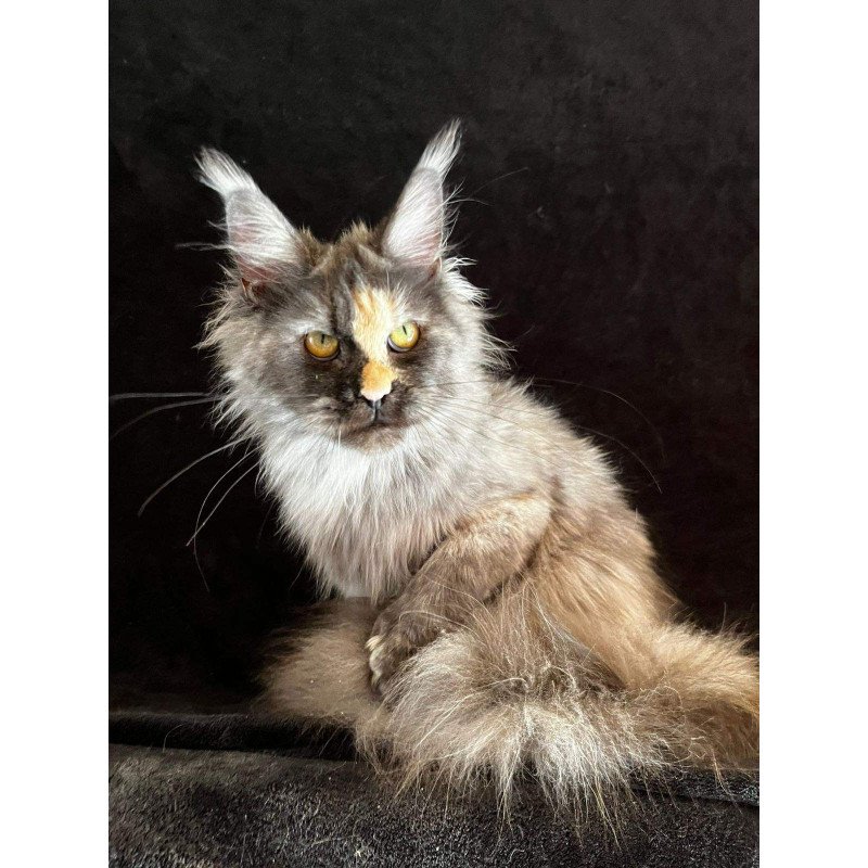 Maine Coon NOV Kinsley Polydactyl