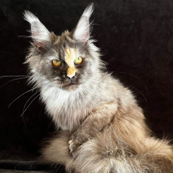 Maine Coon NOV Kinsley Polydactyl