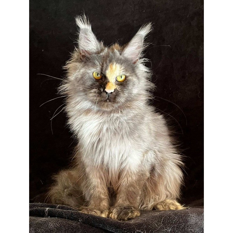 Maine Coon NOV Kinsley Polydactyl