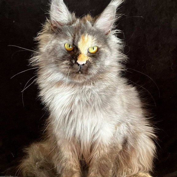 Maine Coon NOV Kinsley Polydactyl