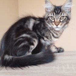 Maine Coon NOV Eda