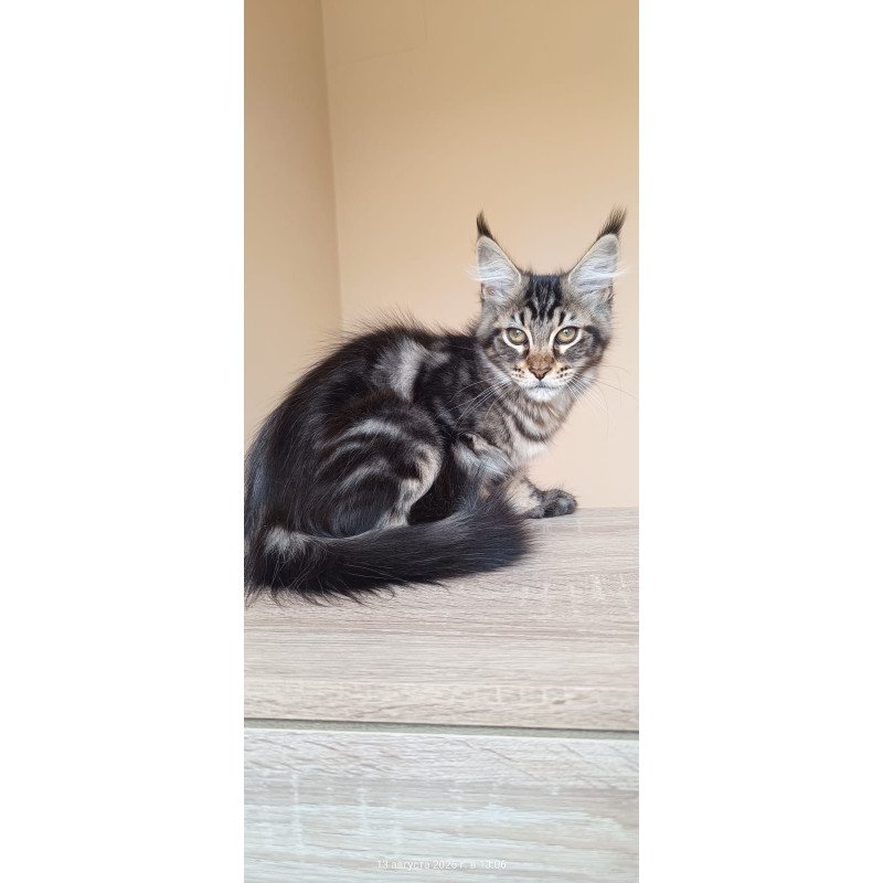 Maine Coon NOV Eda