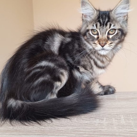 Maine Coon NOV Eda