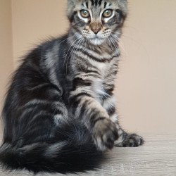 Maine Coon NOV Eda