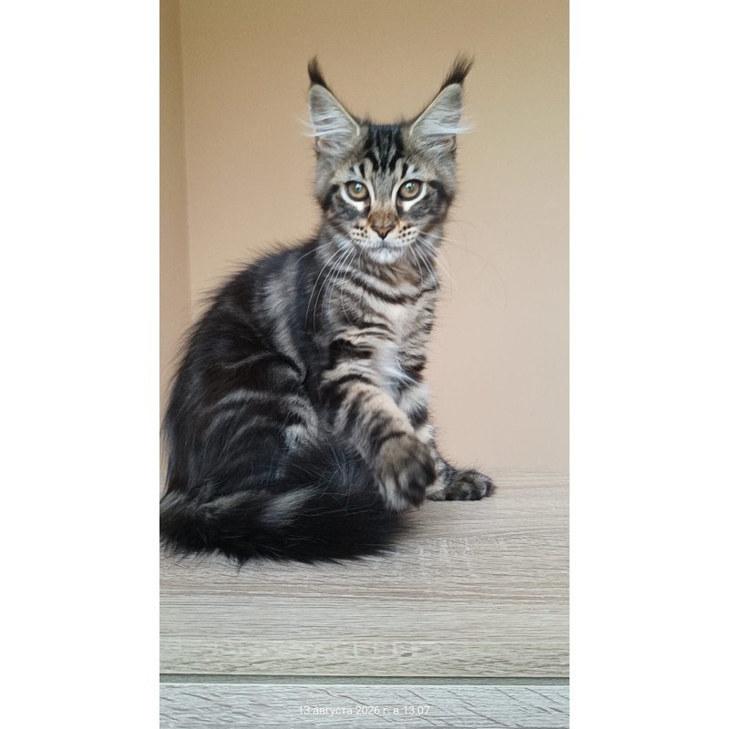 Maine Coon NOV Eda