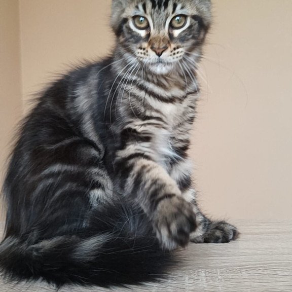 Maine Coon NOV Eda