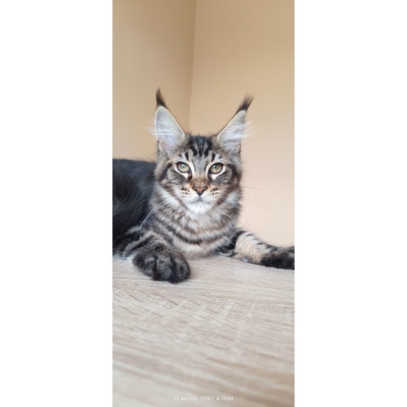 Maine Coon NOV Eda