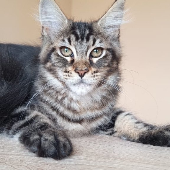 Maine Coon NOV Eda