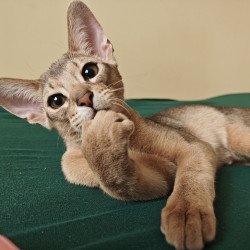 Abyssinian NOV Kai