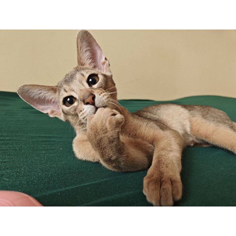Abyssinian NOV Kai