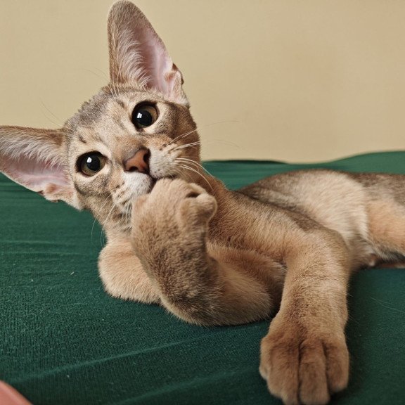 Abyssinian NOV Kai