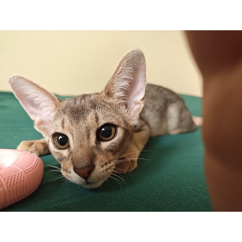 Abyssinian NOV Kai