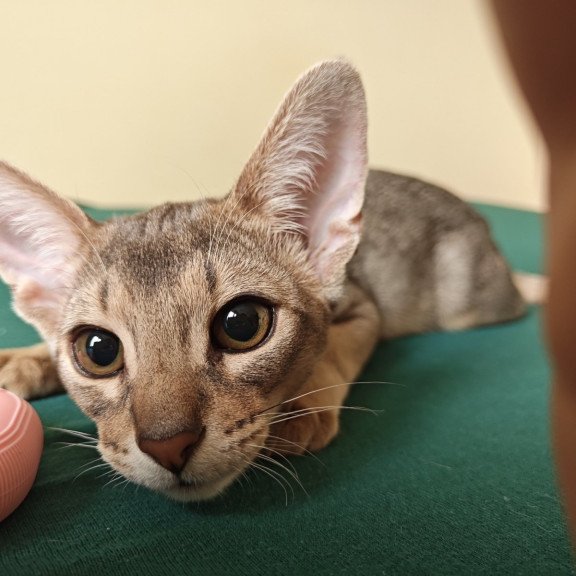Abyssinian NOV Kai
