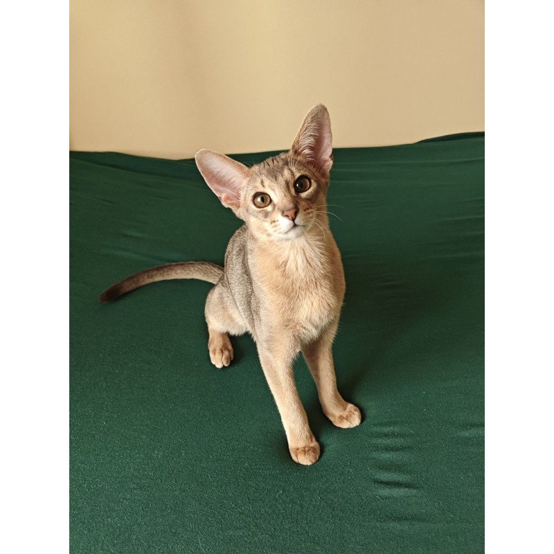 Abyssinian NOV Kai