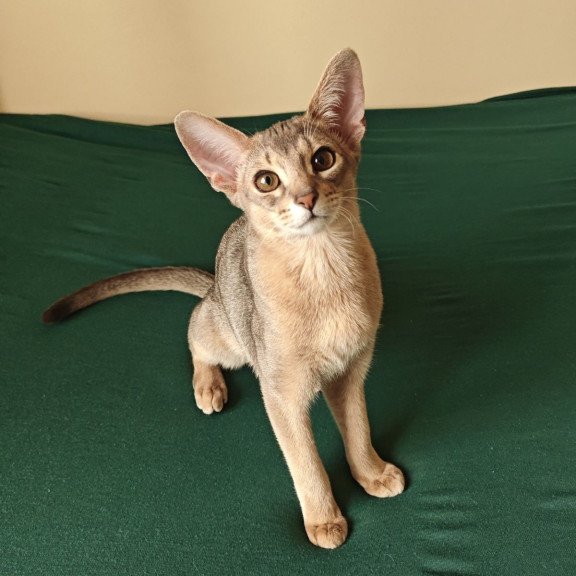 Abyssinian NOV Kai
