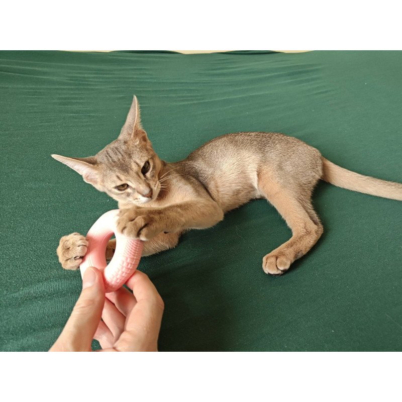 Abyssinian NOV Kai