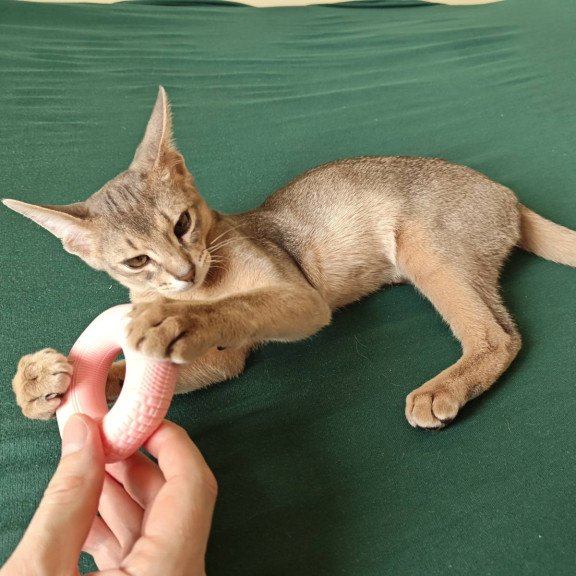 Abyssinian NOV Kai