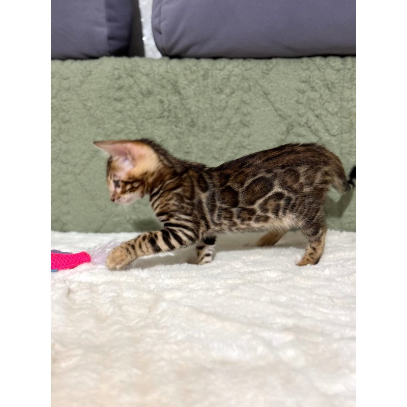 Bengal NOV Nemo