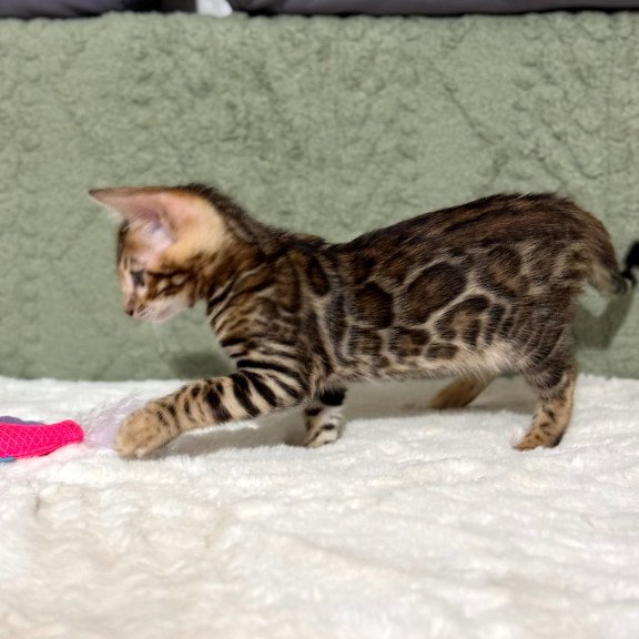Bengal NOV Nemo