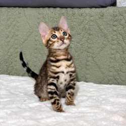 Bengal NOV Nemo