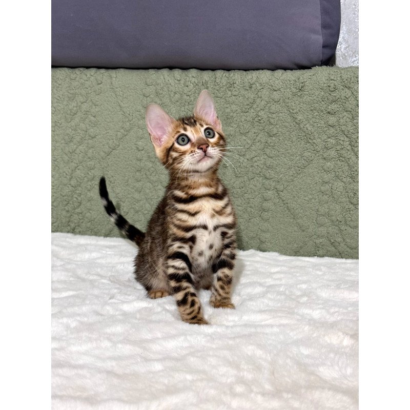 Bengal NOV Nemo