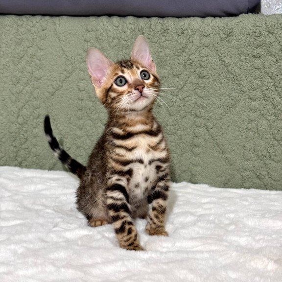 Bengal NOV Nemo